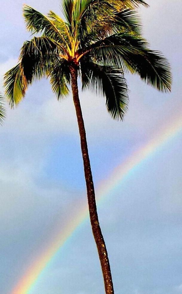 rainbow behind a palm tree