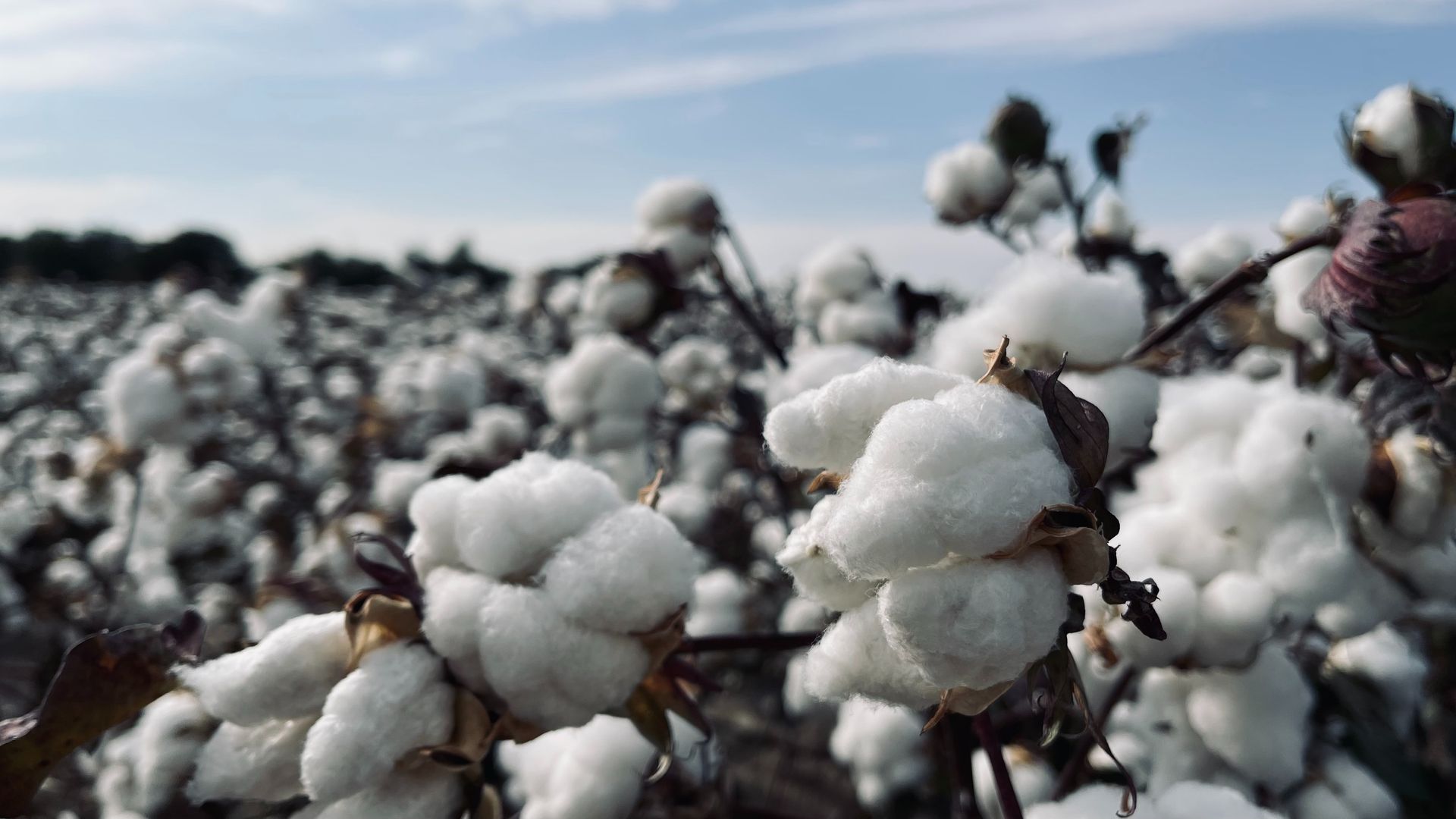 cotton plants