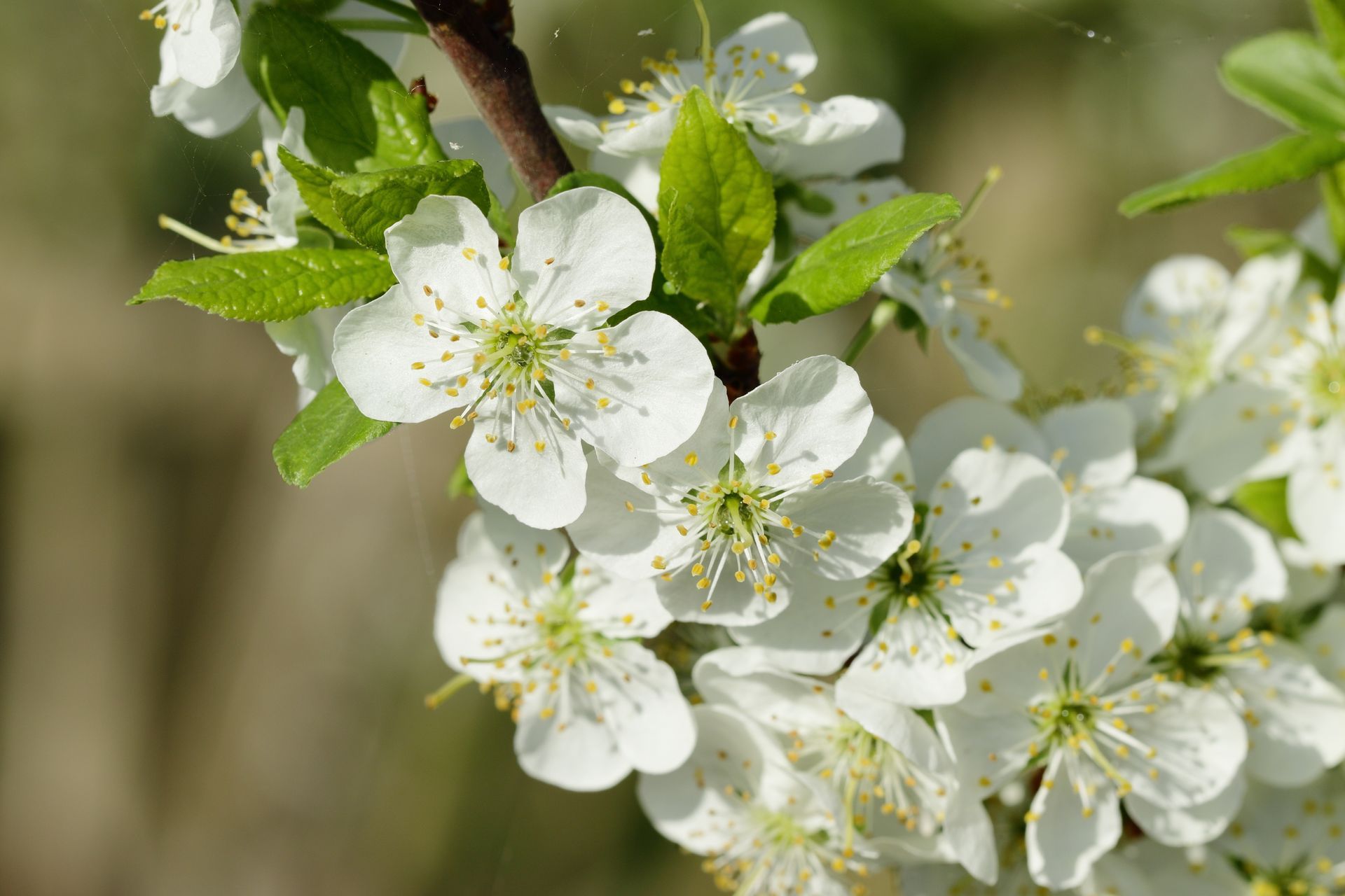 White blossoms with yellow stamens and fresh green leaves on a tree branch