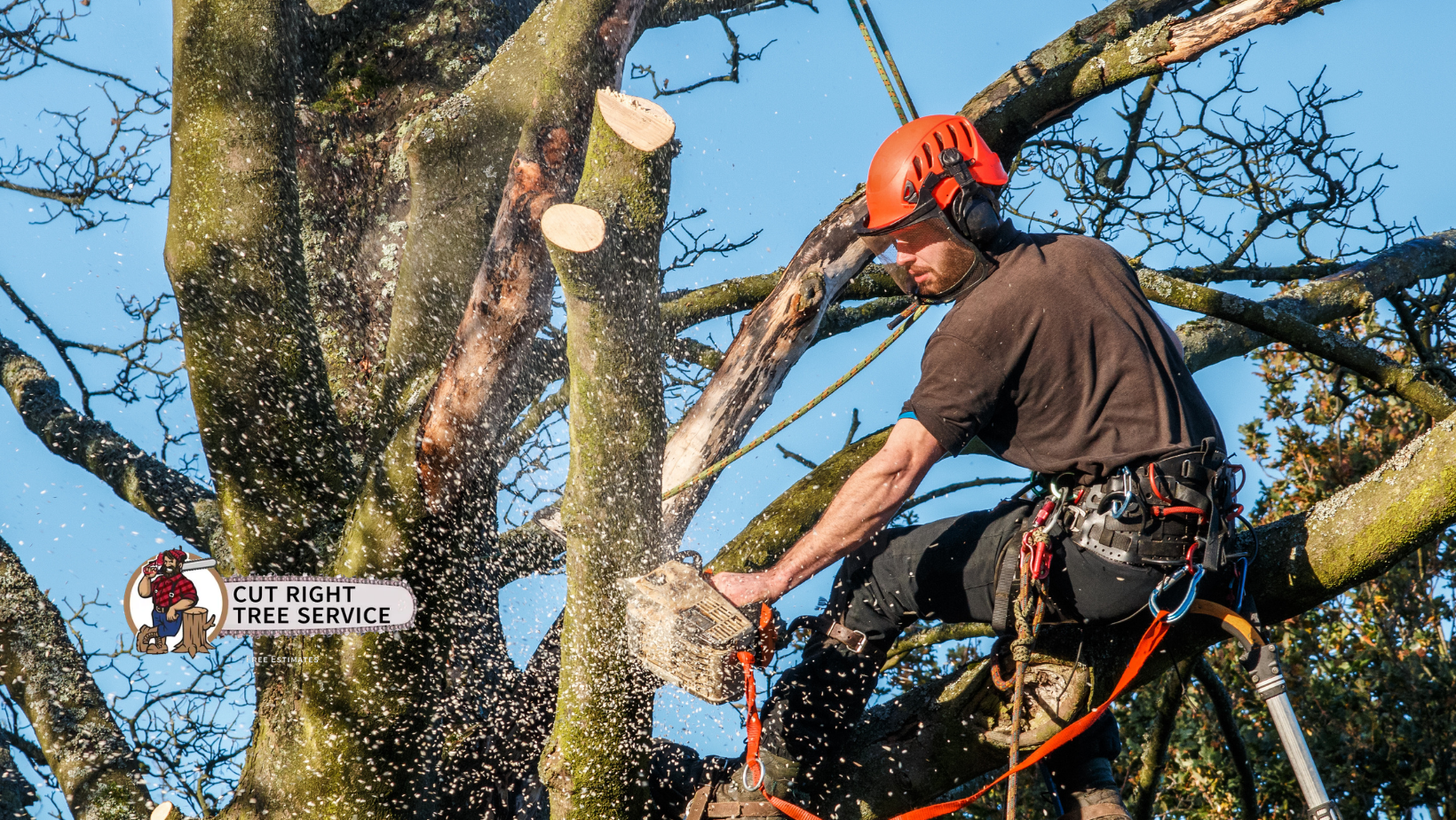 Arborist in orange helmet cuts tree limb with chainsaw, secured by harness. Outdoors, sunny.