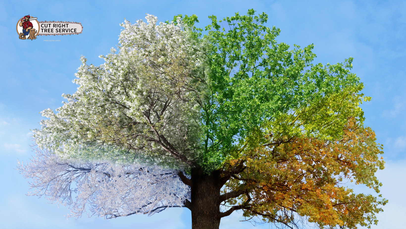 A tree with four different seasons on it