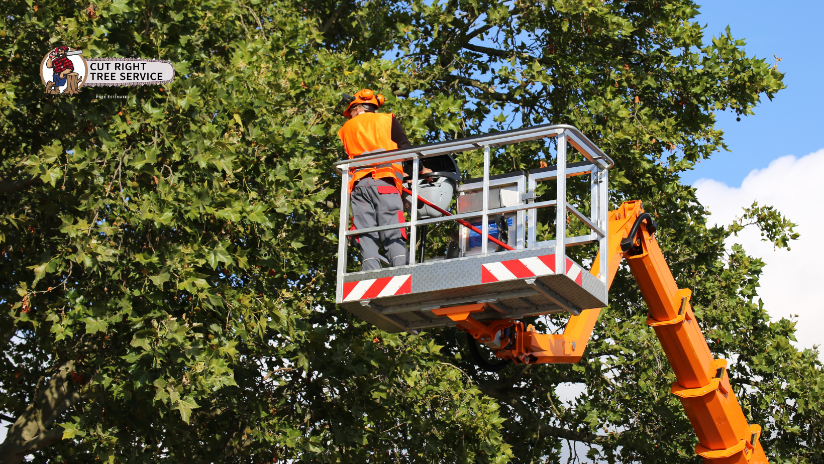 A man is sitting in a bucket on a crane cutting a tree.
