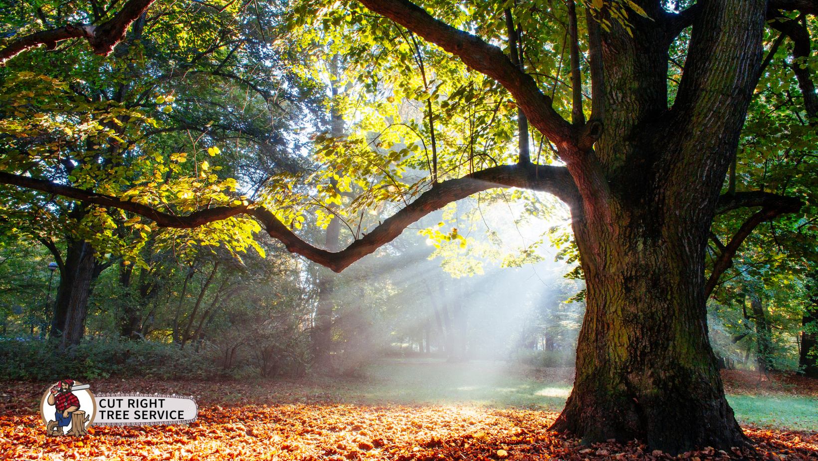 The sun is shining through the leaves of a tree