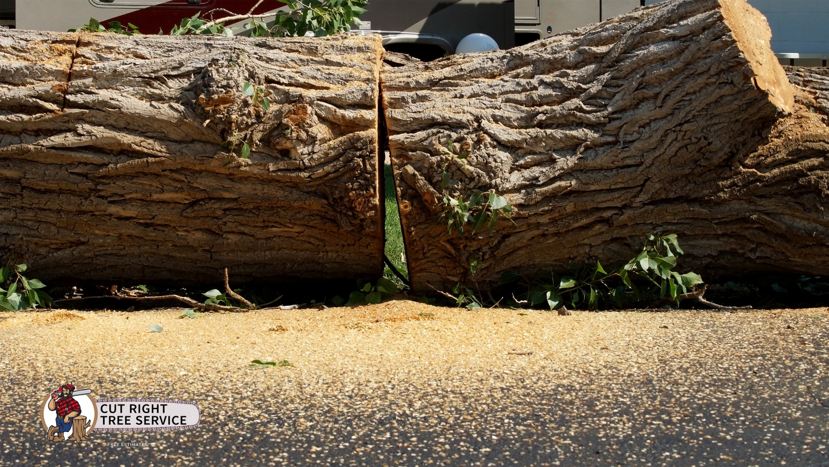 A large log that has been split in half is sitting on the ground