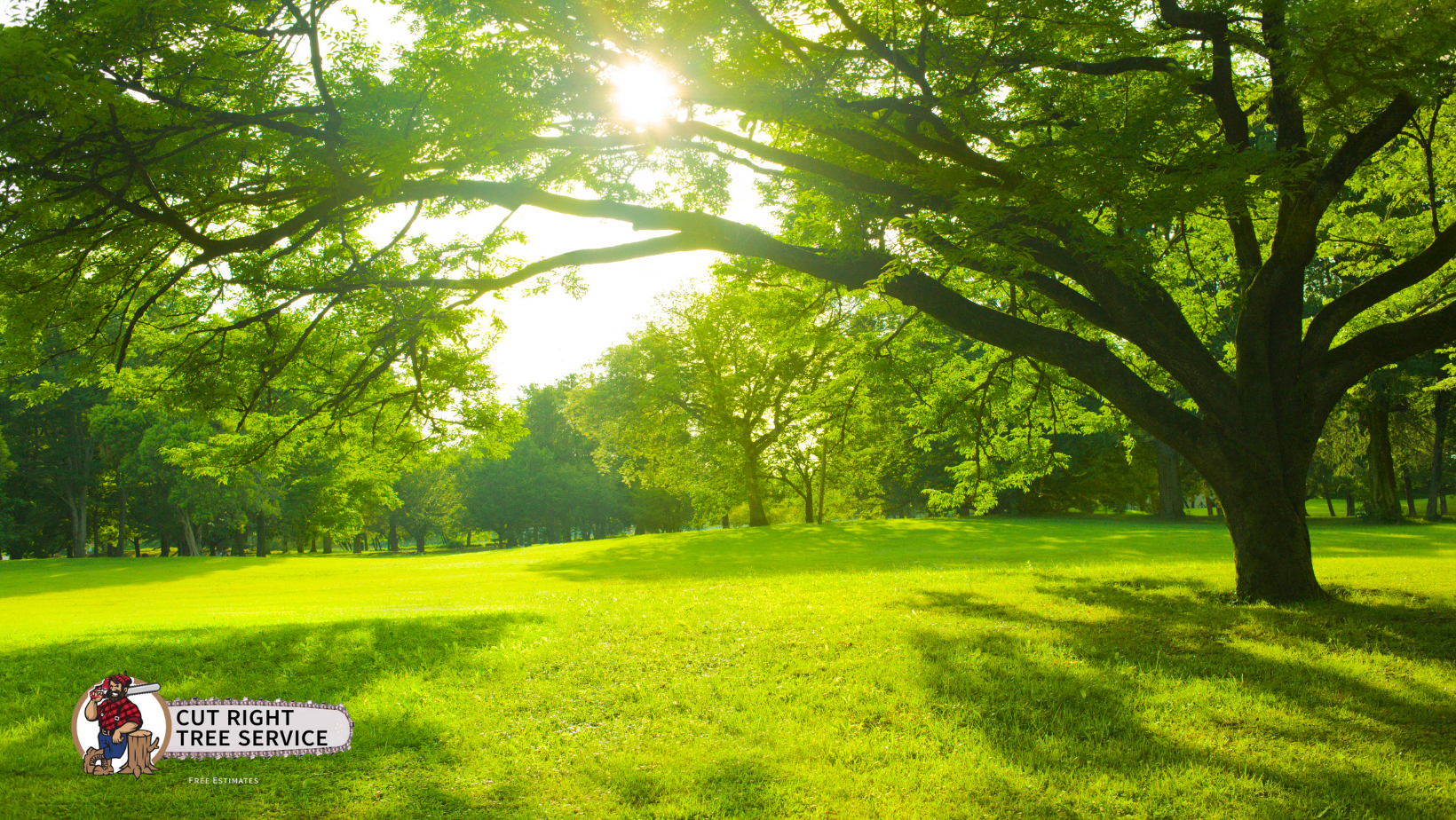 The sun is shining through the trees in a park