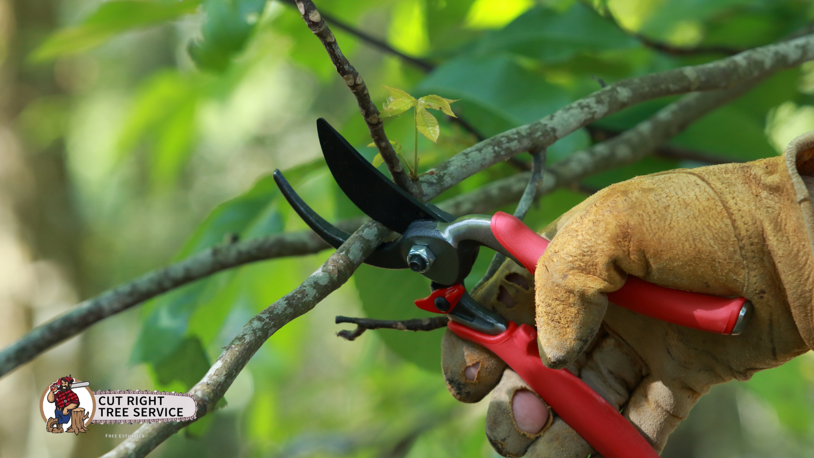 A person is cutting a tree branch with a pair of scissors.