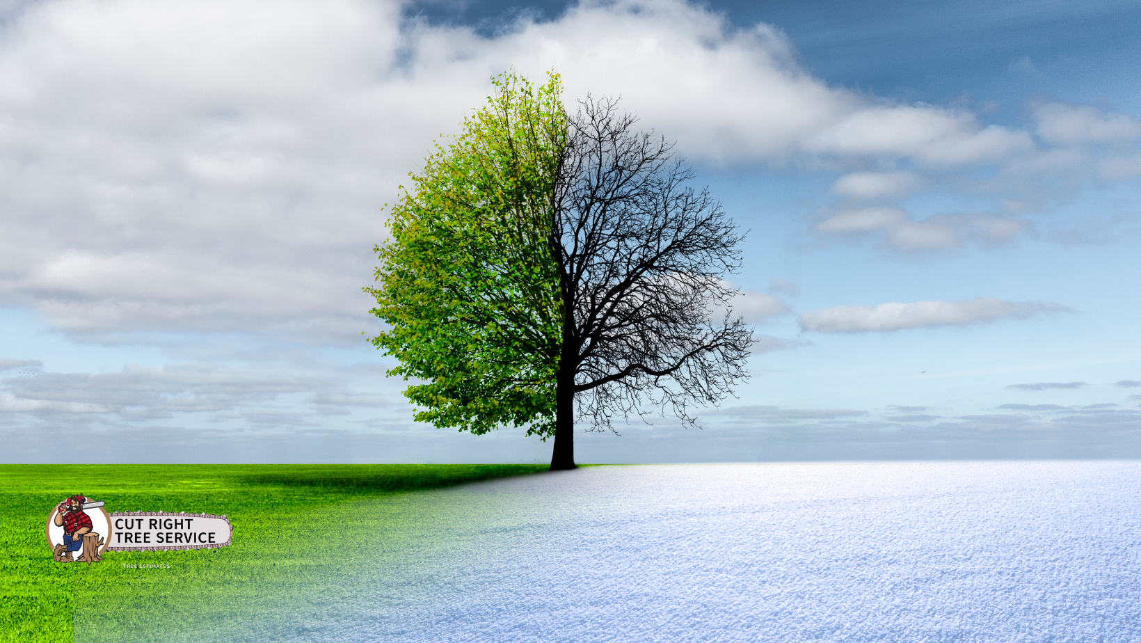 A tree with half of it green and half of it black. winter.