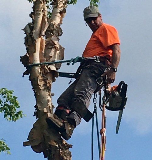 Local Tree Service Chattanooga, TN | Cut Right Tree Service