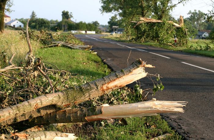a fallen tree laying on the side of a road