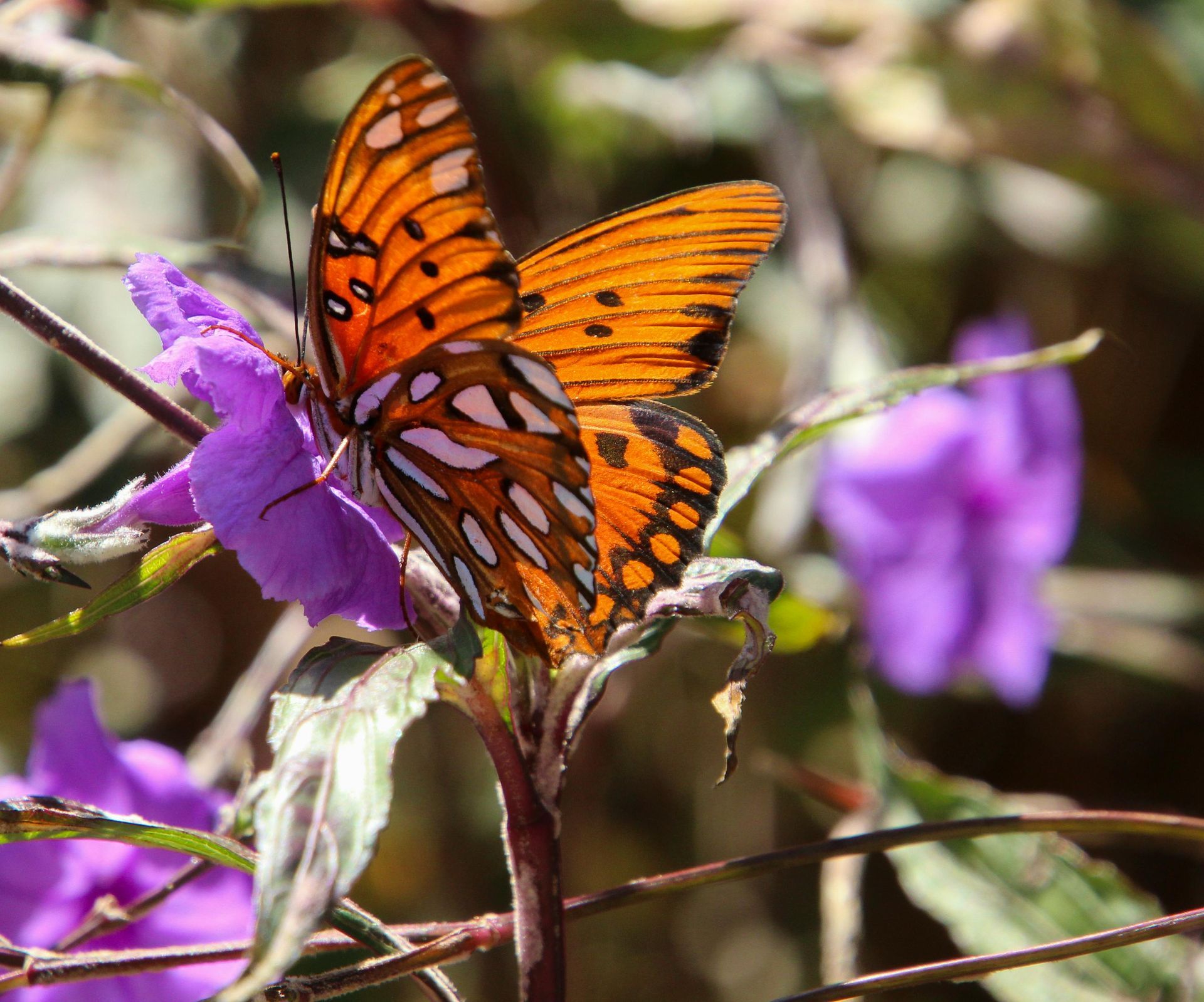 A butterfly is perched on a purple flower