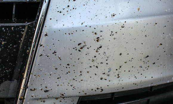 Car's silver front covered in splattered bugs.