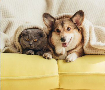 Dog and Cat Lying Under Blanket on Sofa — Gilbert AZ —  All State Carpet & Tile Care