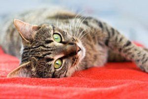 Cat Laying on The Carpet — Gilbert, AZ — All State Carpet & Tile Care