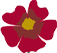 A red flower with a yellow center on a white background.