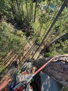 A person is climbing up a tree with a rope.