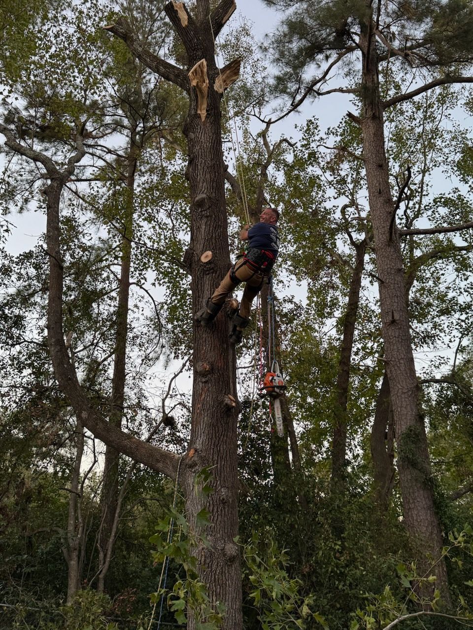 A man is climbing a tree with a chainsaw.