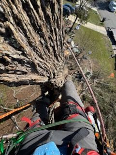 A person is climbing a tree with a rope.