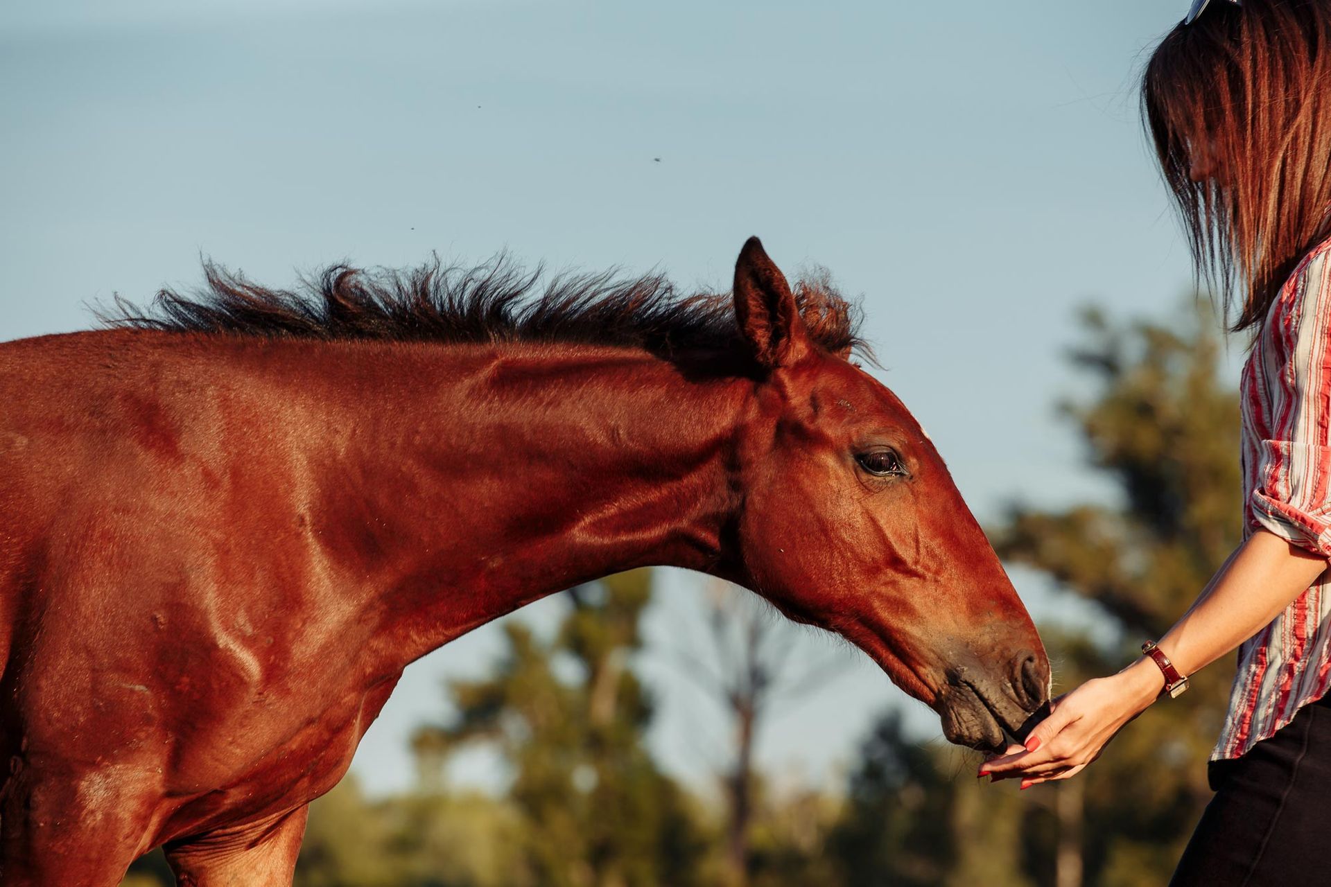 A woman is feeding a brown horse from her hand.
