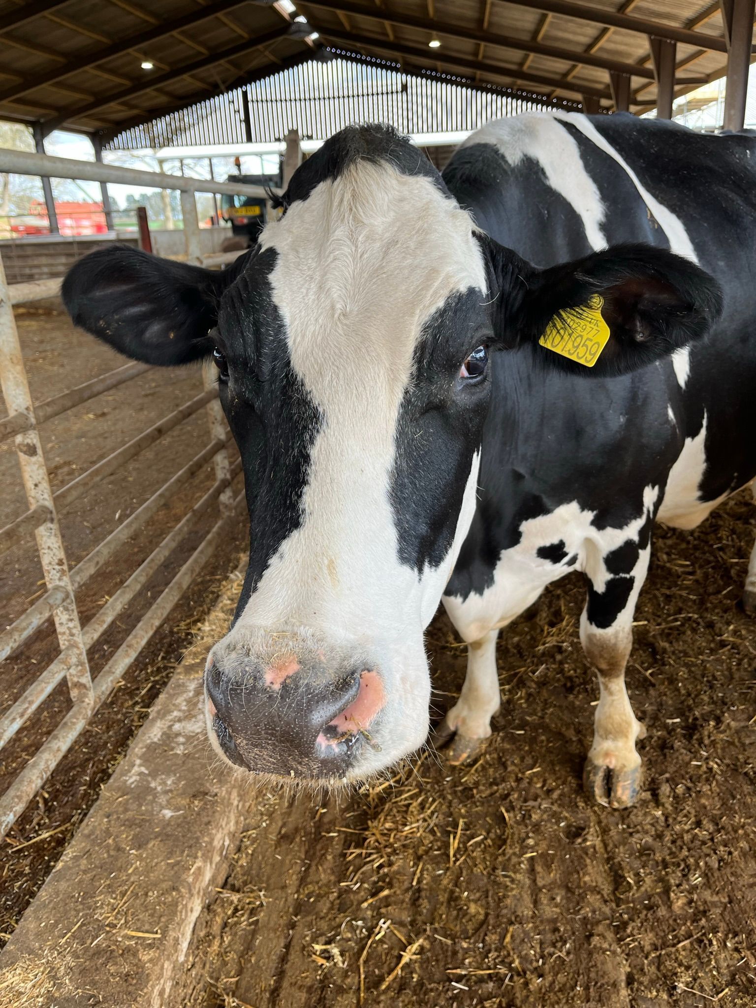 A black and white cow with a yellow tag on its ear