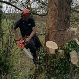 Tree cutting