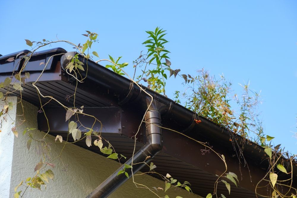 R&R Pressure Washing's Gutter Cleaning Service Stand Out? Gutter overgrown with plants and debris.