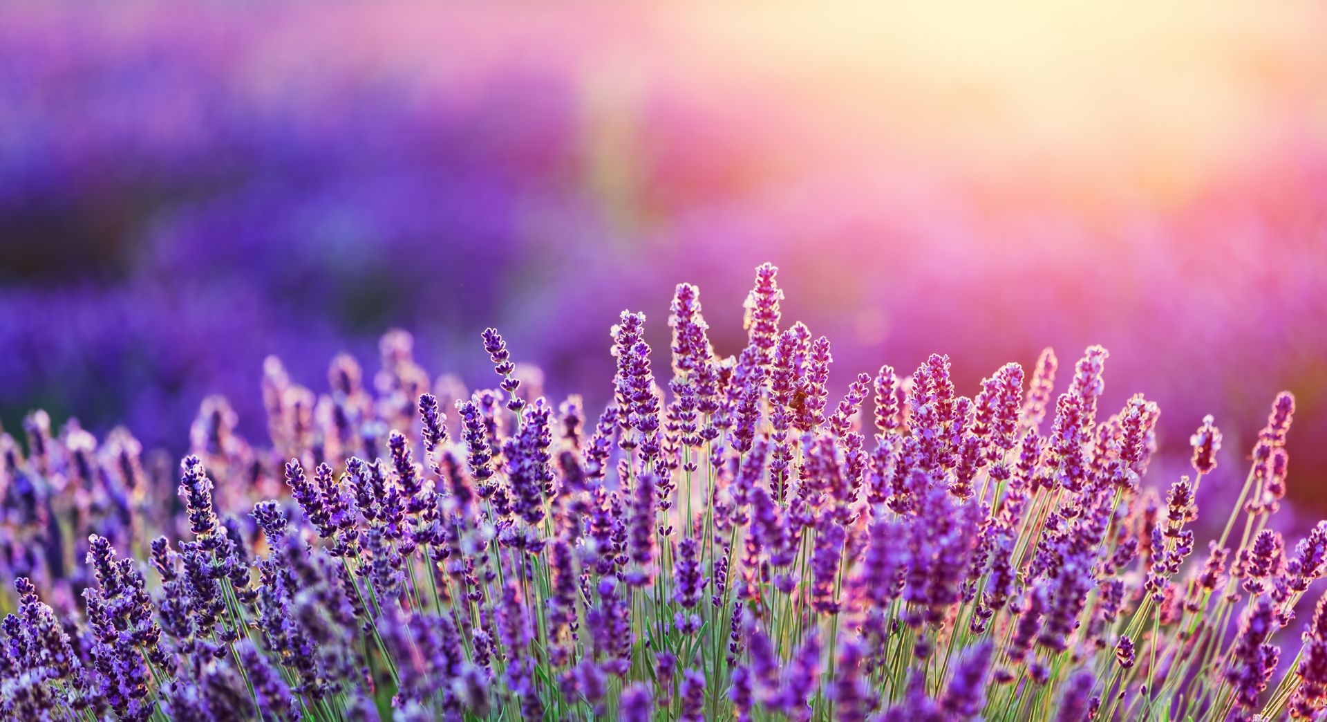 A field of purple lavender flowers with a sunset in the background.