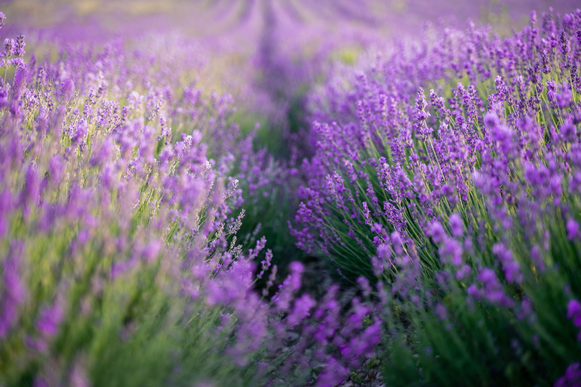 A field of purple lavender flowers with green leaves