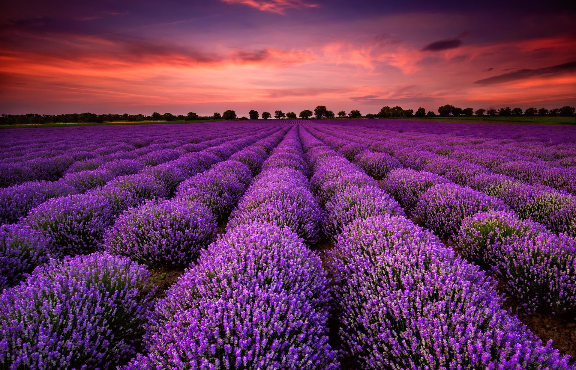 A field of purple flowers with a sunset in the background.