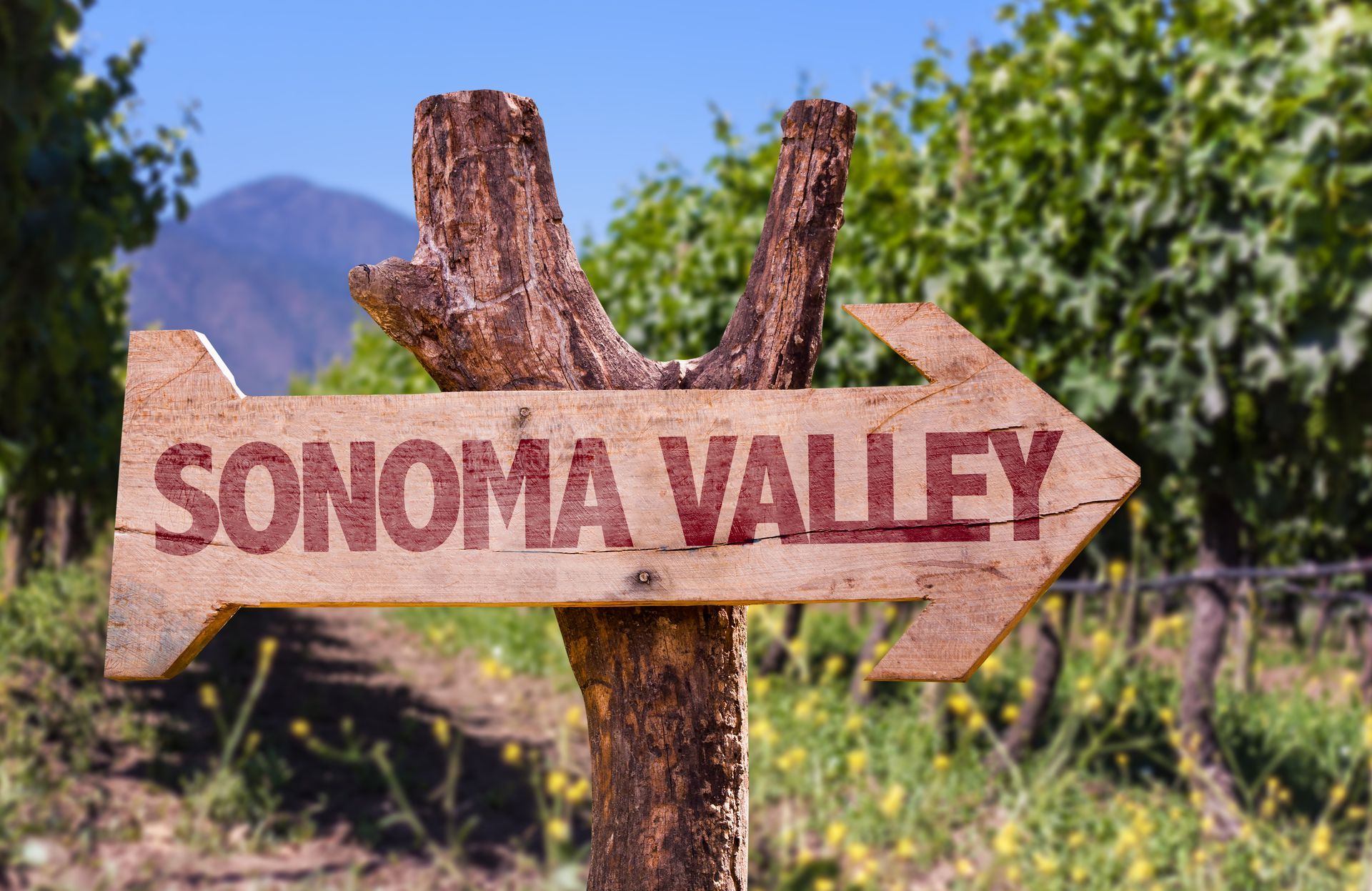 A wooden sign pointing to sonoma valley in a vineyard.