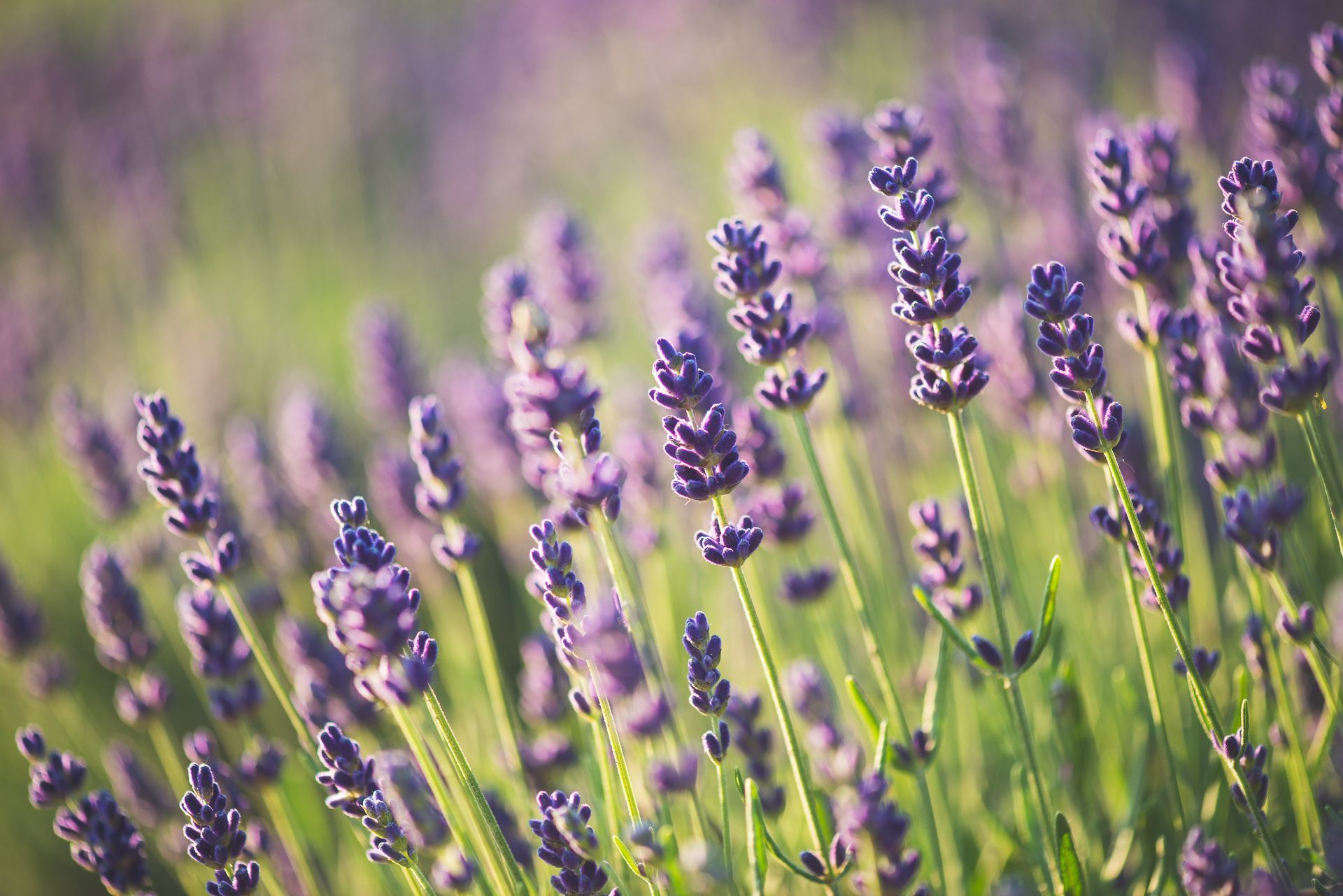 A field of purple lavender flowers growing in the sunlight