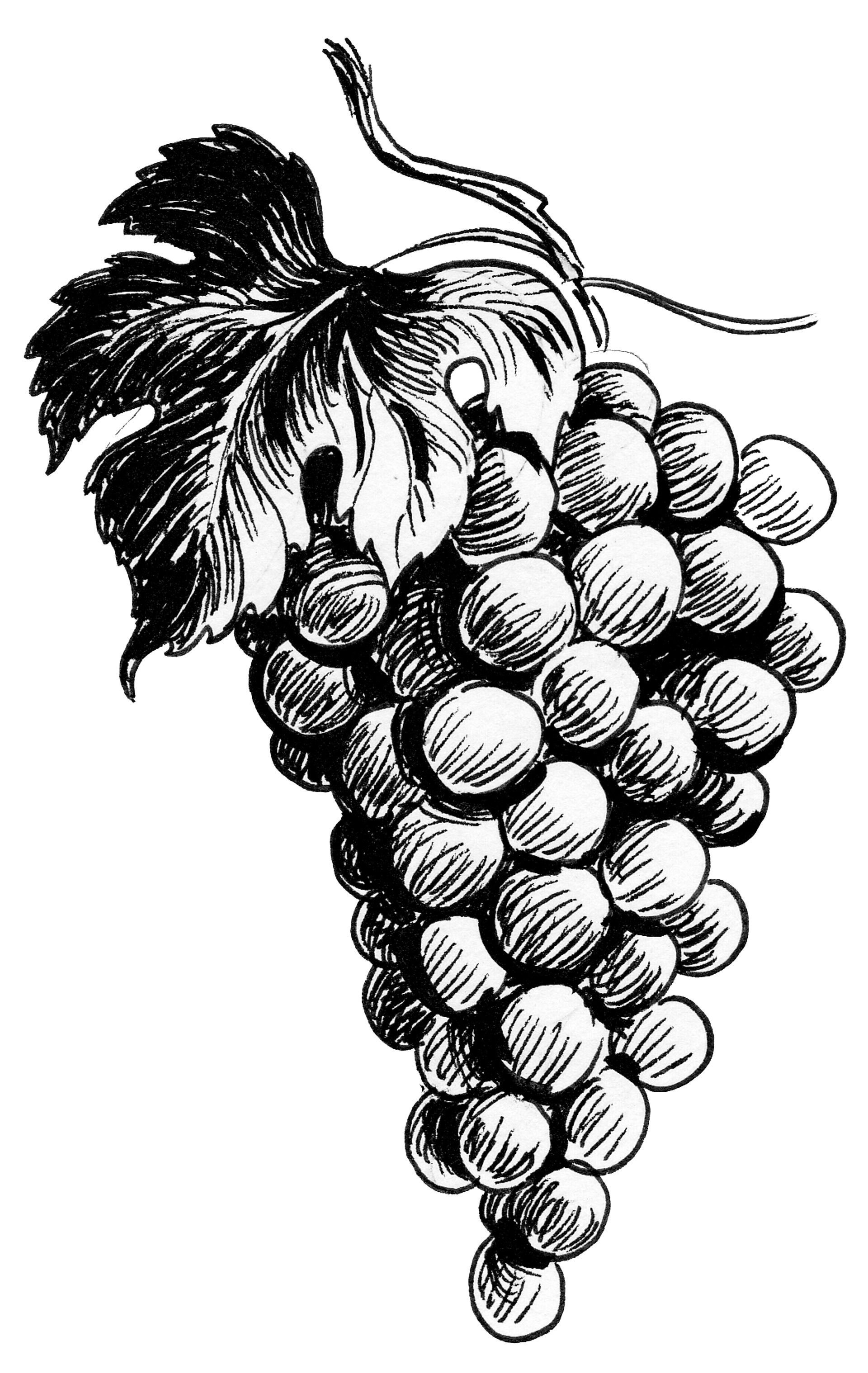 A black and white drawing of a bunch of grapes with leaves.