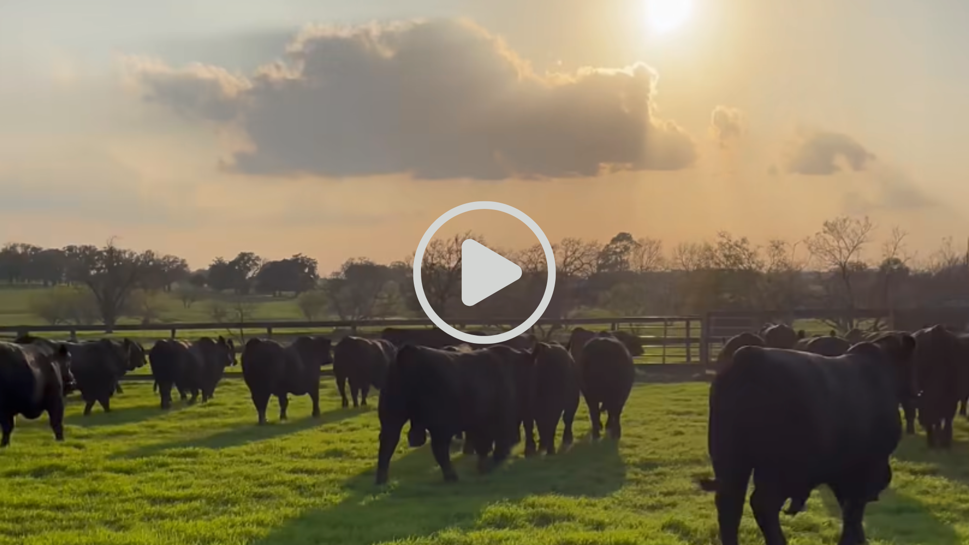 houston local grass fed beef