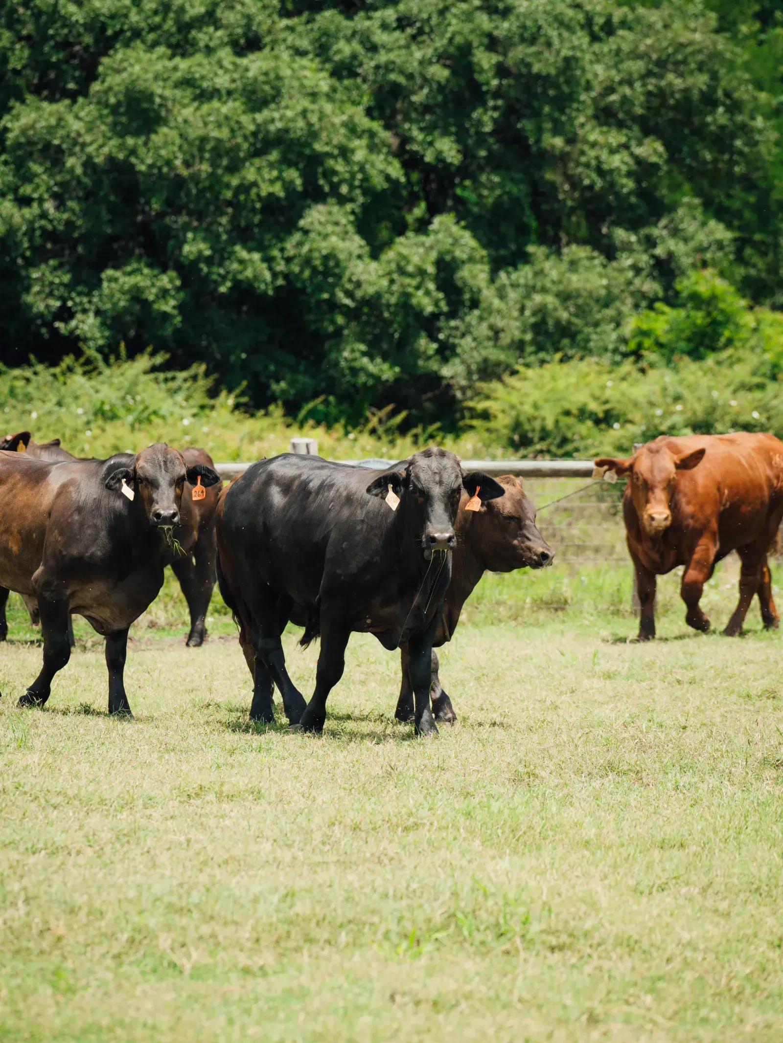 Grass-fed Angus cattle roaming Thomas Cattle ranch land.