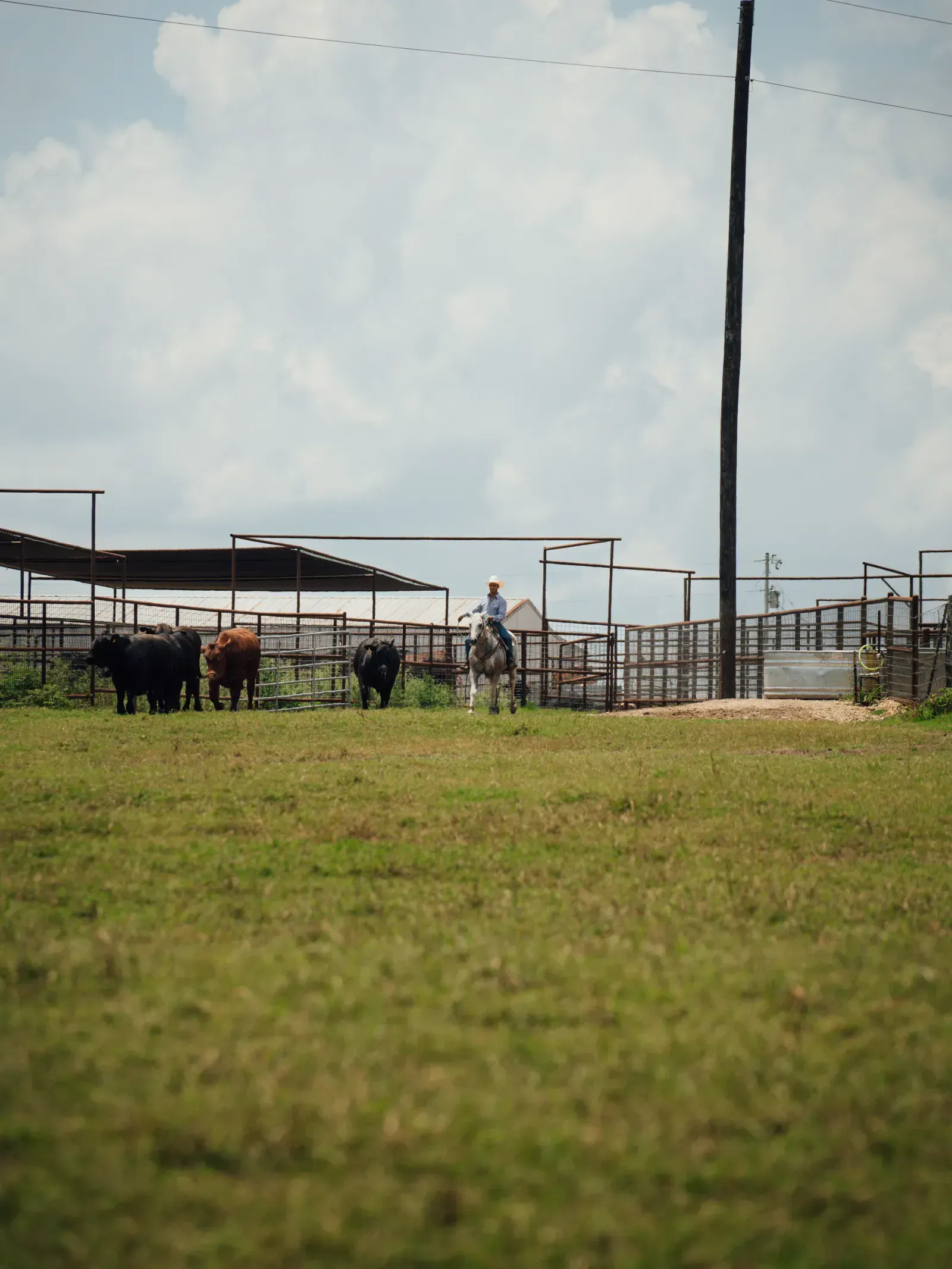 Houston-area Angus cattle grazing on natural Texas grassland.