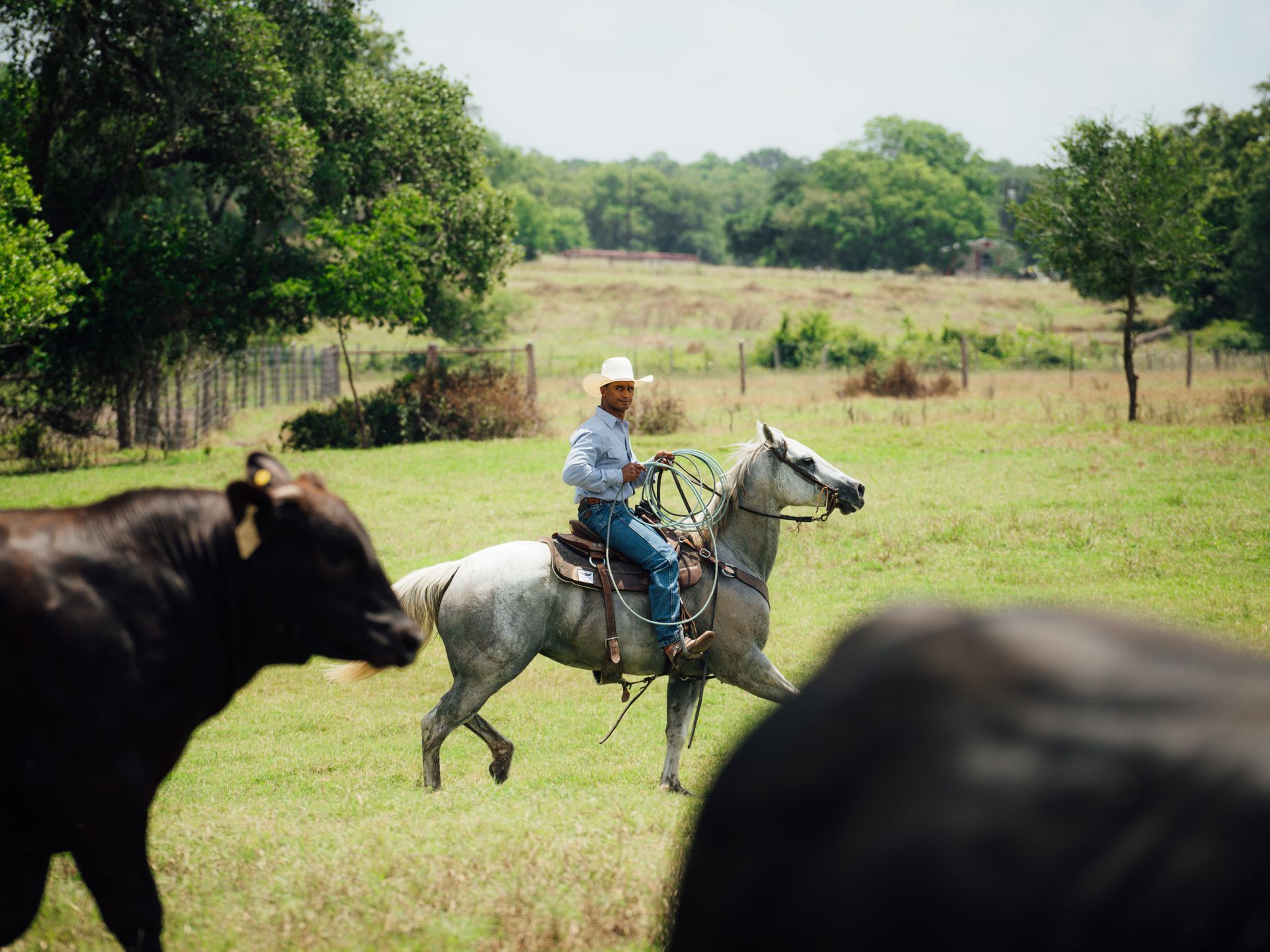 Black Angus cattle raised naturally on the Thomas Cattle Co. ranch in Fulshear