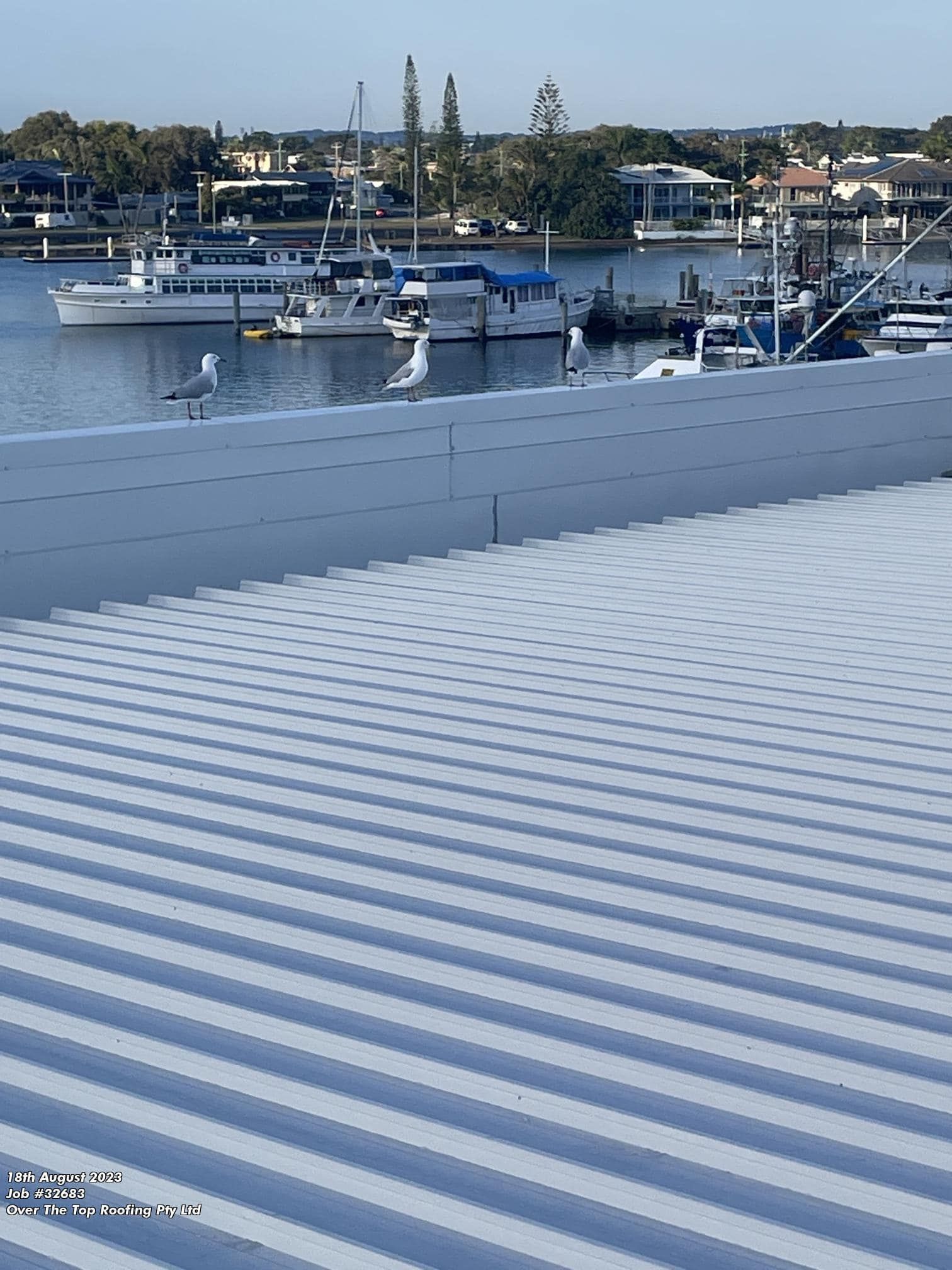 Two Seagulls on a White Corrugated Metal Roof Overlooking a Harbor — Over the Top Roofing Specialists in Buderim, QLD