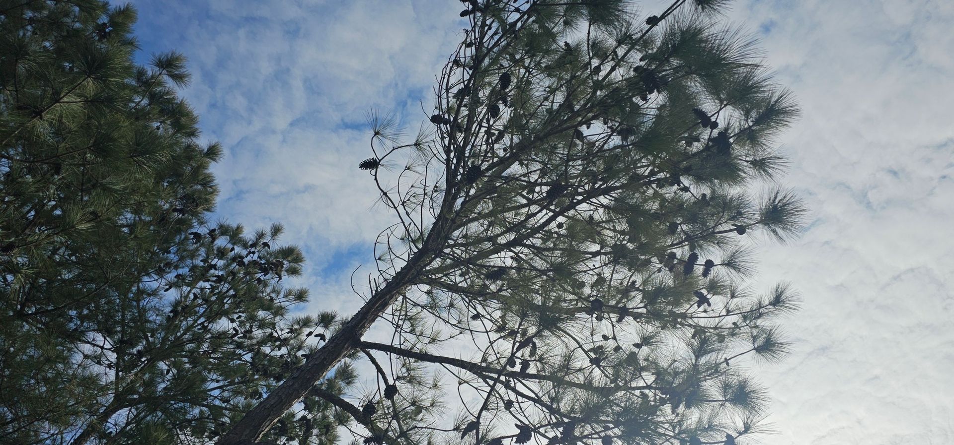 A pine tree silhouetted against a bright, cloudy blue sky, with numerous dark birds perched throughout its branches.