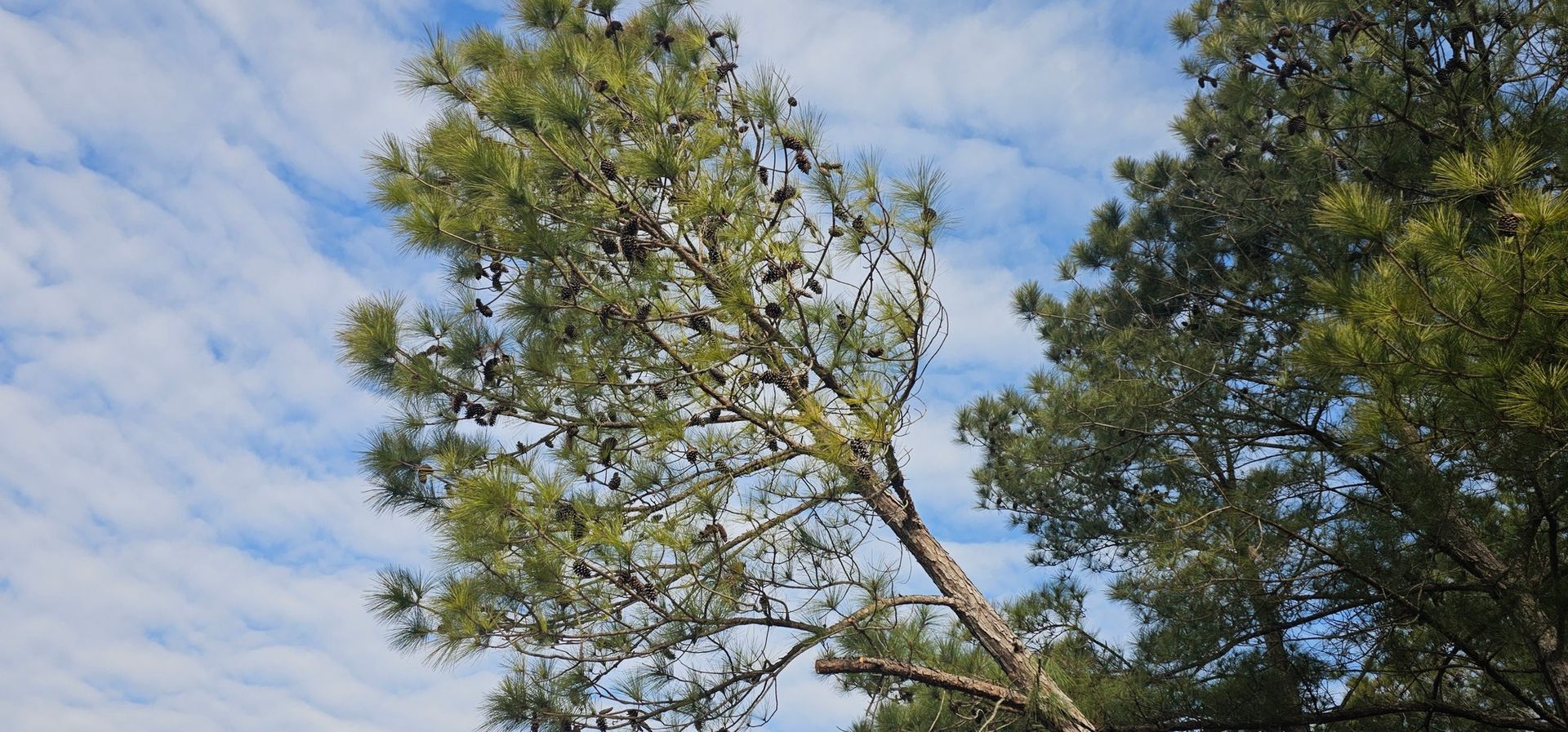 A tilted pine tree with many dark pinecones against a sky with scattered white clouds.