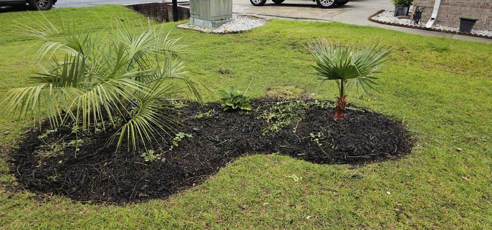 Two small palm trees planted in a kidney-shaped garden bed filled with dark mulch in a grassy residential yard.