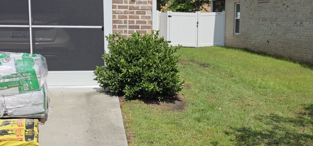 A green shrub planted in the corner of a grassy yard next to a driveway with stacked bags and a white vinyl fence.