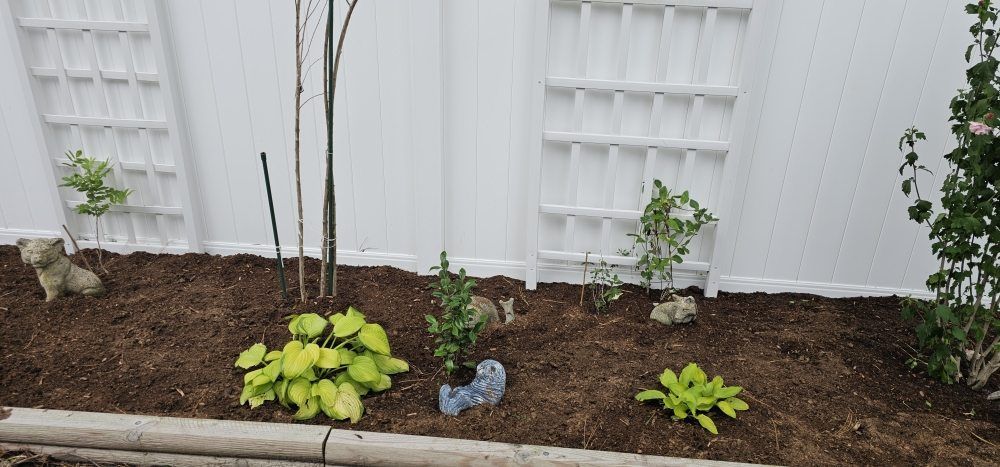 A landscaped garden bed with mulch, hostas, young shrubs, and decorative garden statues against a white vinyl fence.