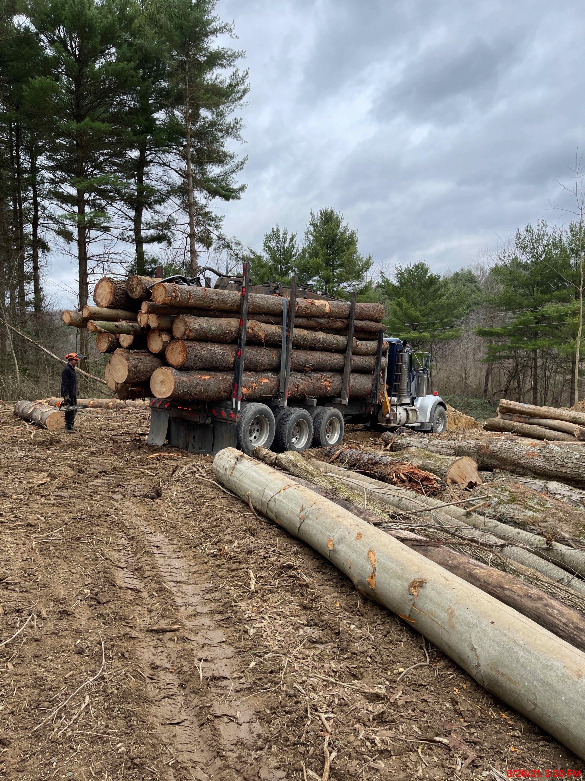 A truck is carrying logs in a field.