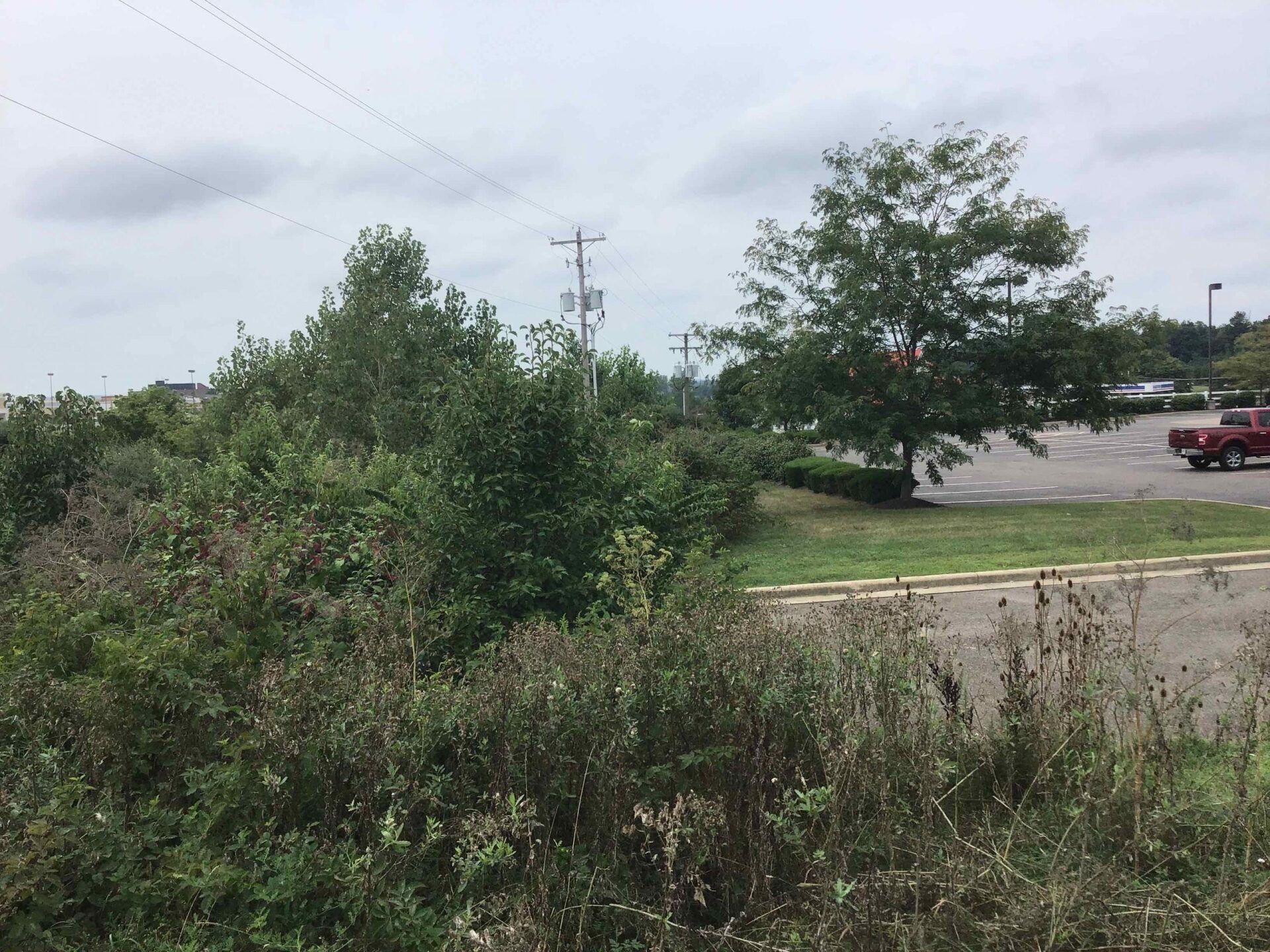 A red truck is parked on the side of the road next to a tree.