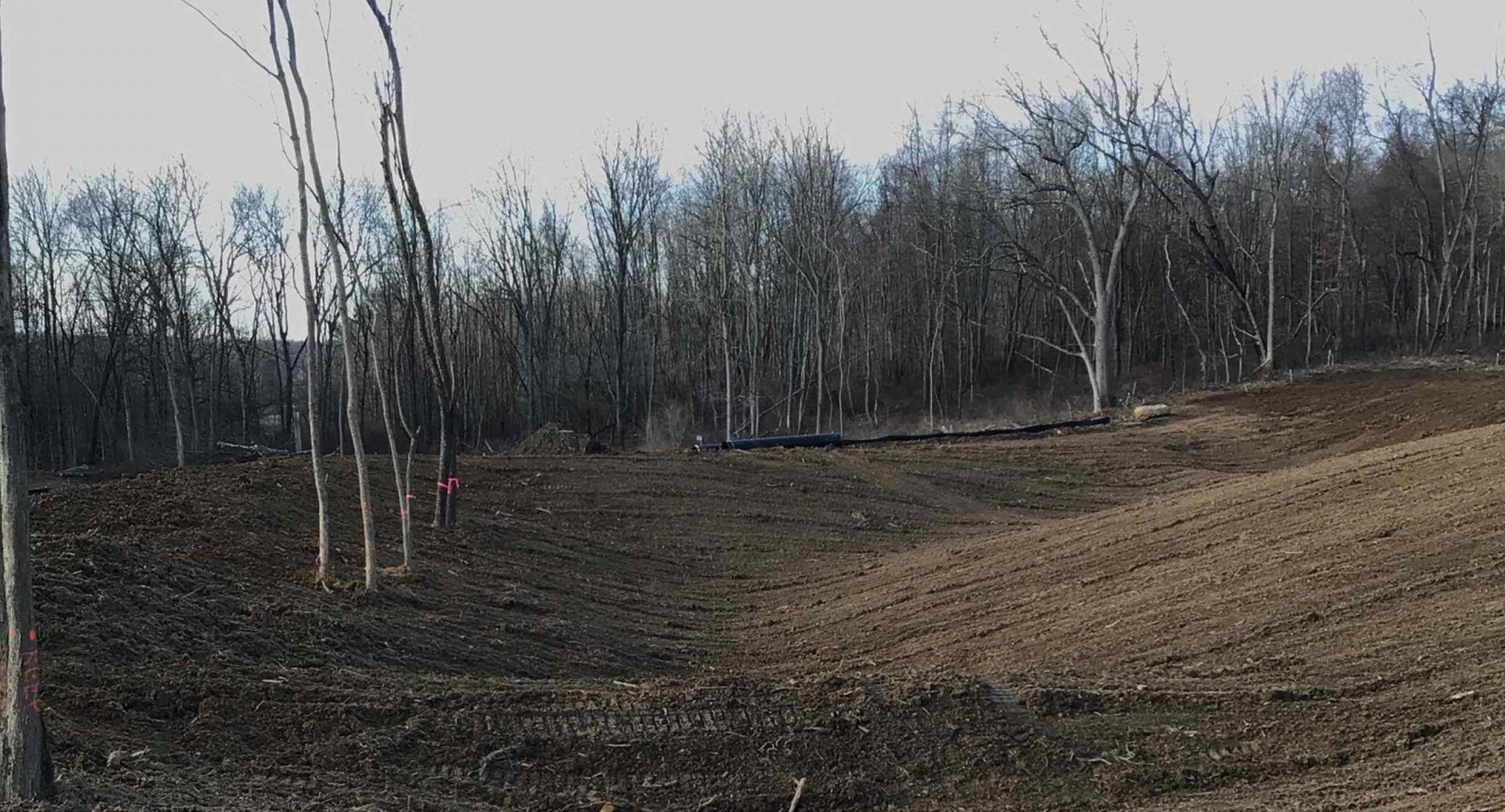 A field with a lot of trees in the background