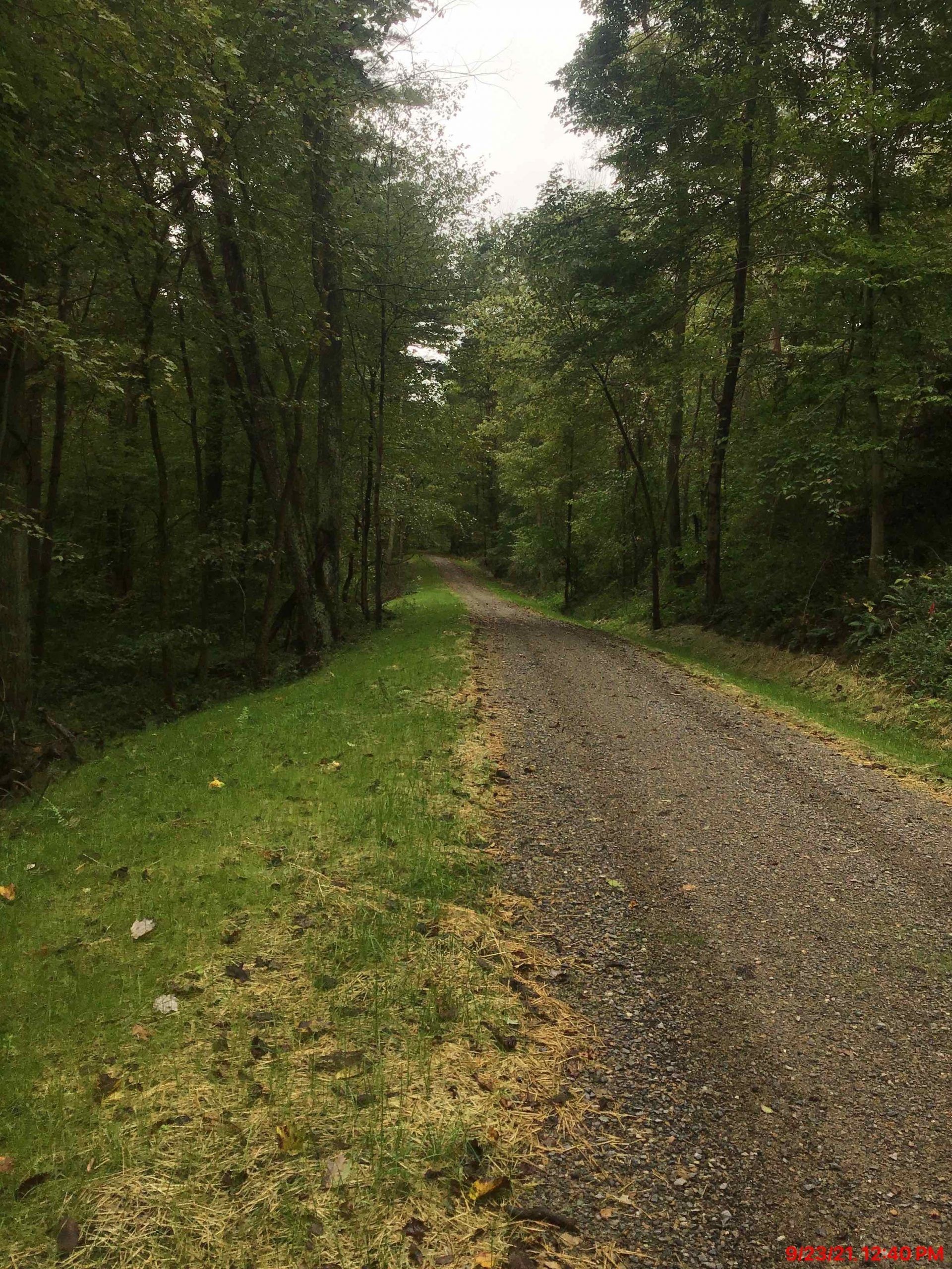 A dirt road going through a forest with trees on both sides.
