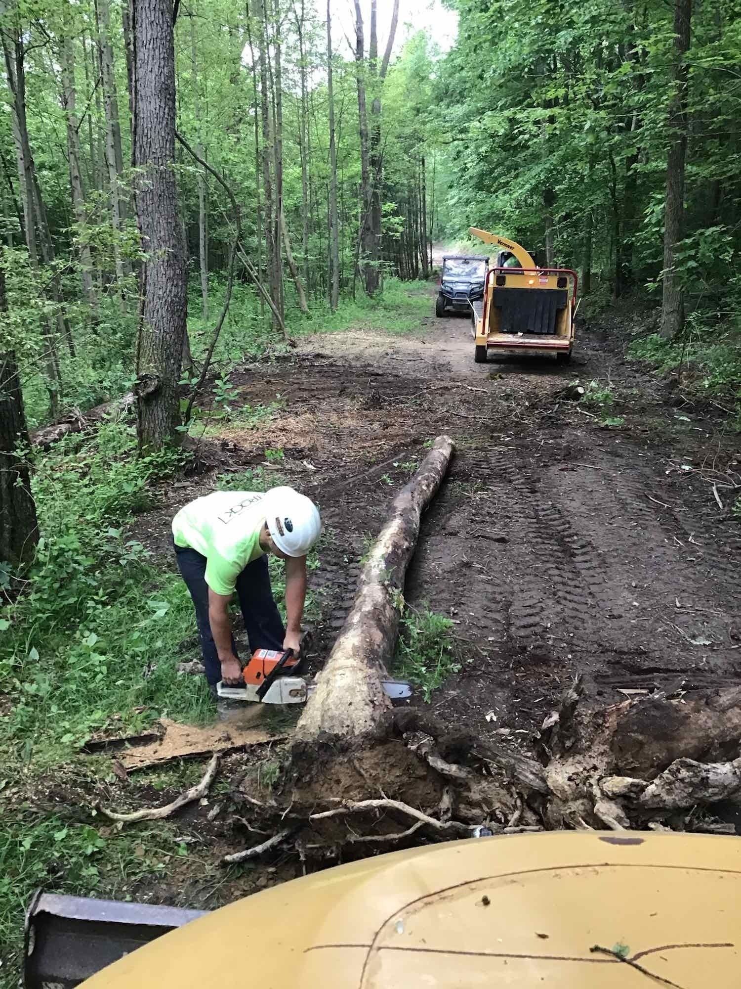 A man is cutting a tree in the woods with a chainsaw.