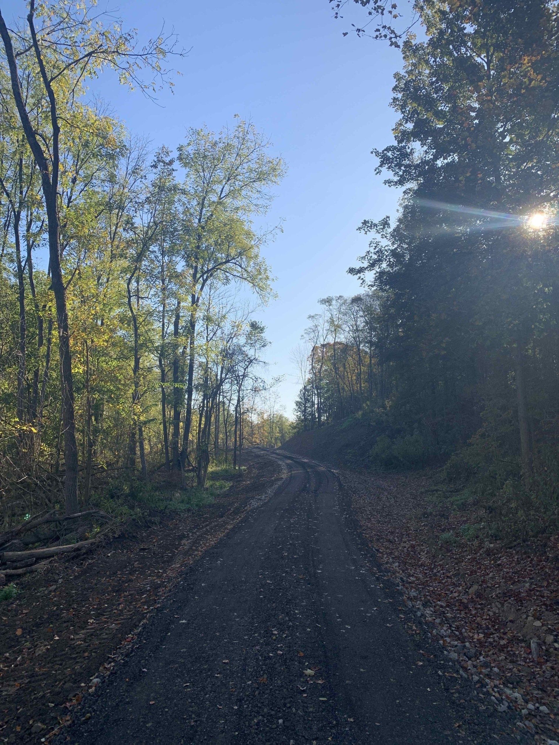 The sun is shining through the trees on a dirt road