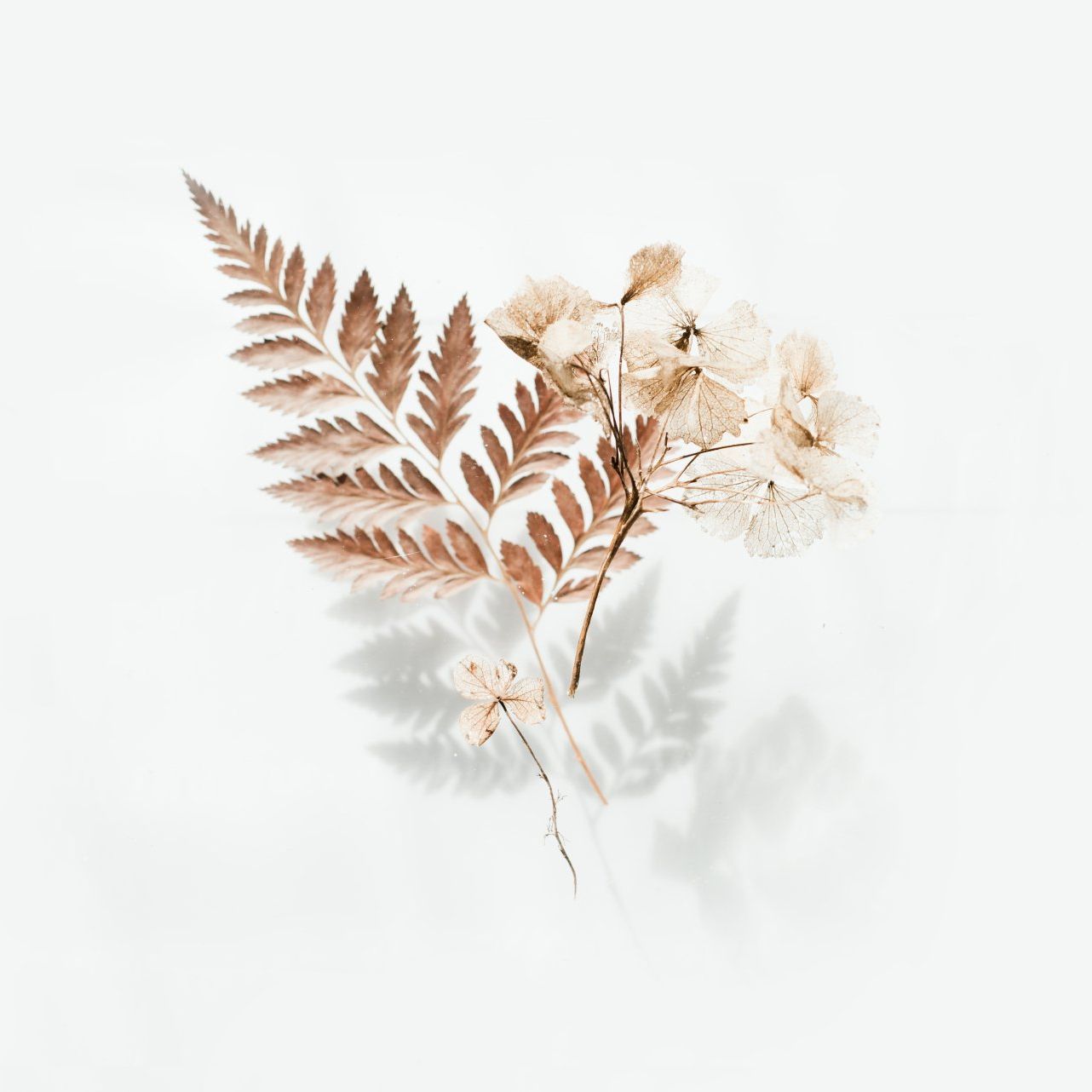 A close up of a fern and flowers on a white background.