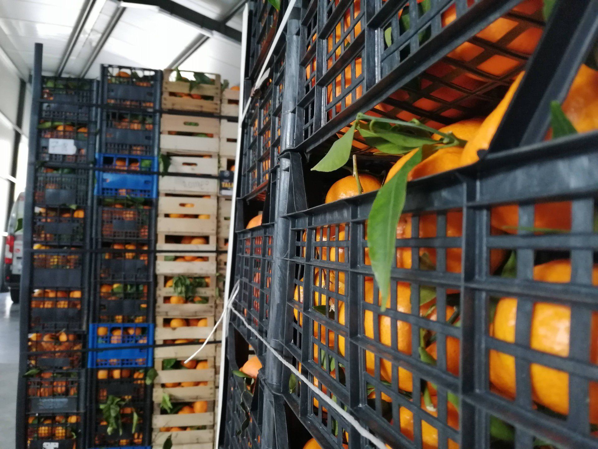 spedizione arance dalla Calabria