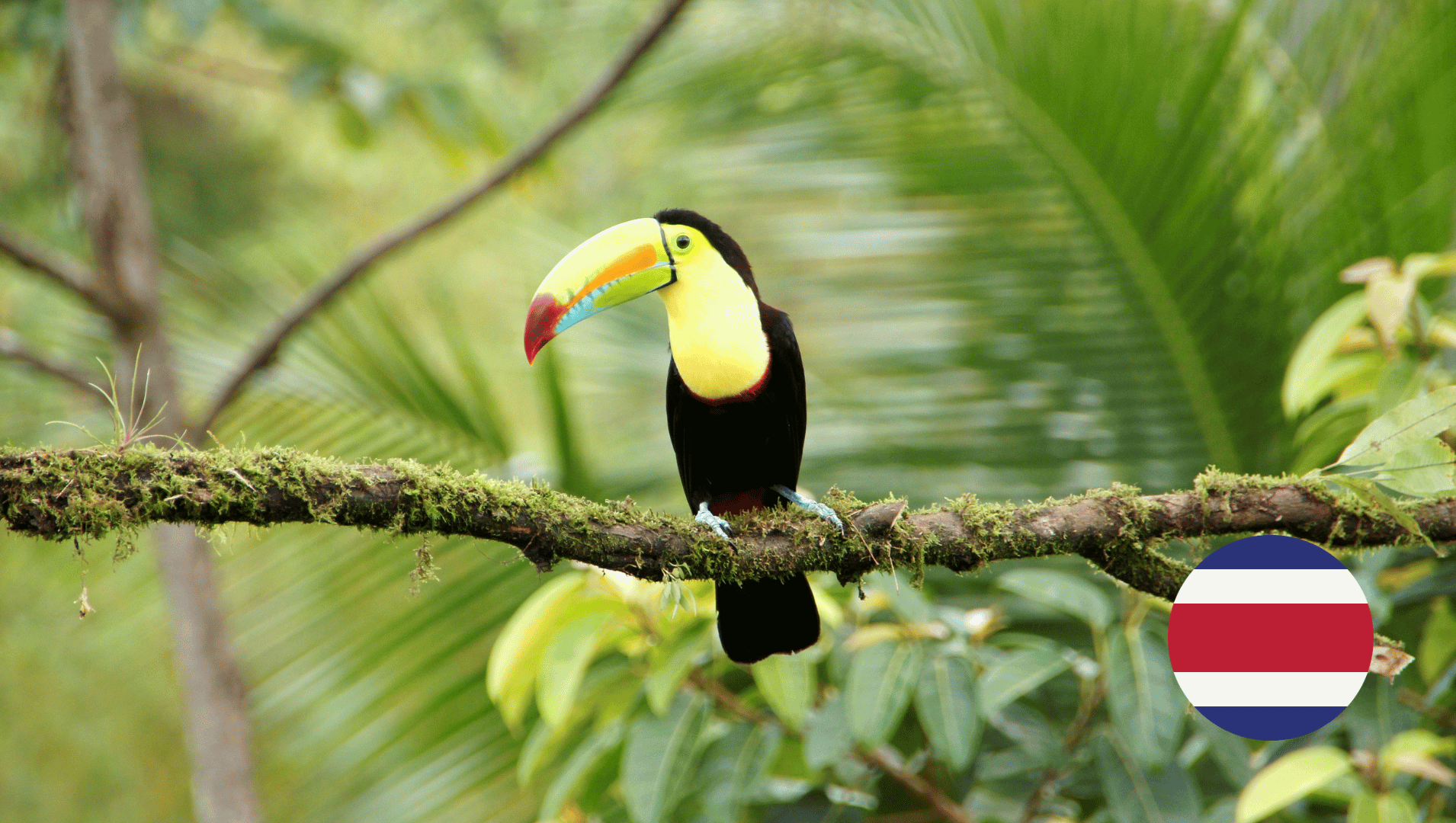 A toucan perched on a tree branch with a Costa Rica flag in the background.